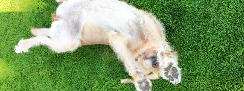 7-der-Hund-mopst-W-rstchen